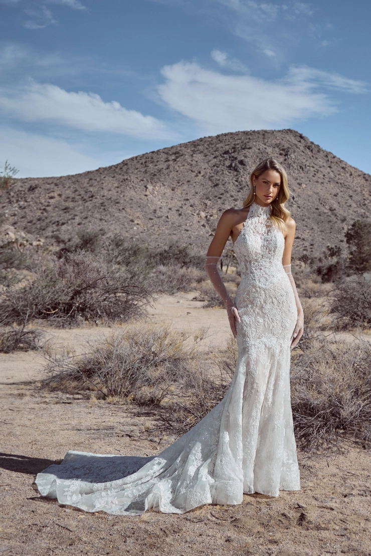 Calla Blanche #126118 Default Thumbnail Image